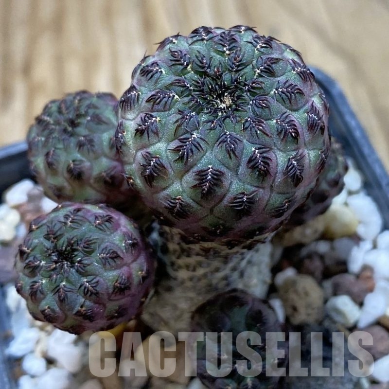 SH21421 Sulcorebutia rauschii