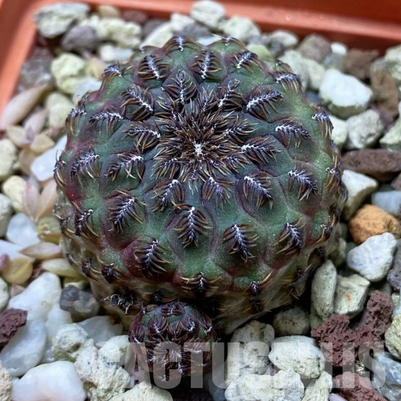 SH21425 Sulcorebutia steinbachii