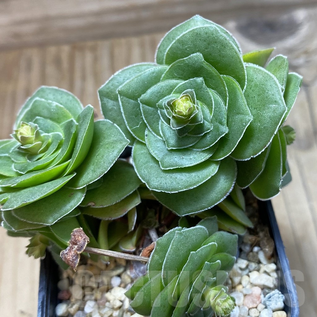 SH21411 Crassula hemisphaerica