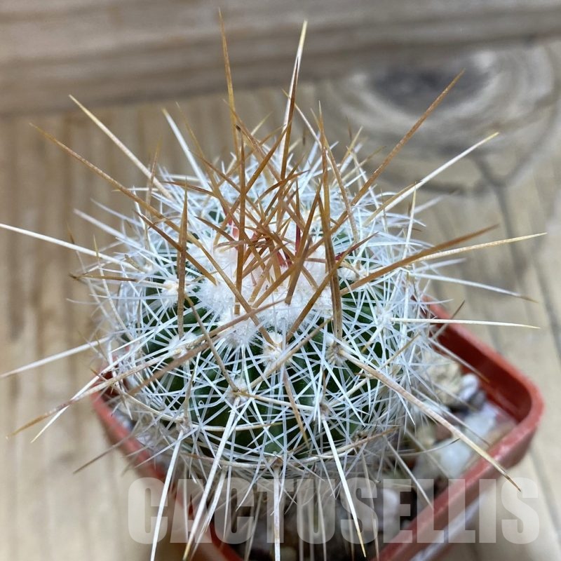 SH21426 Stenocactus vaupelianus