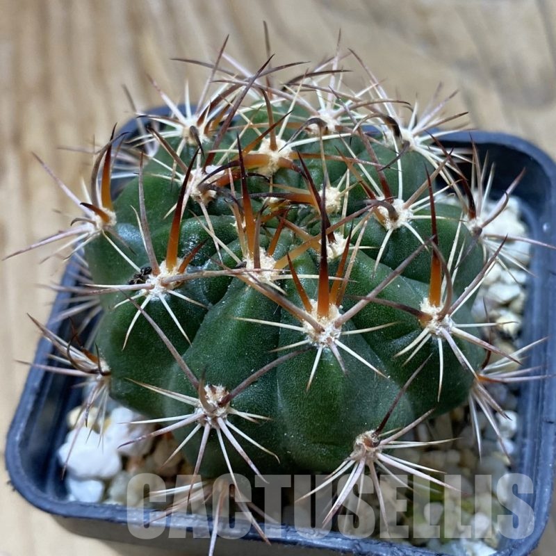 SH21427 Lobivia hybrid