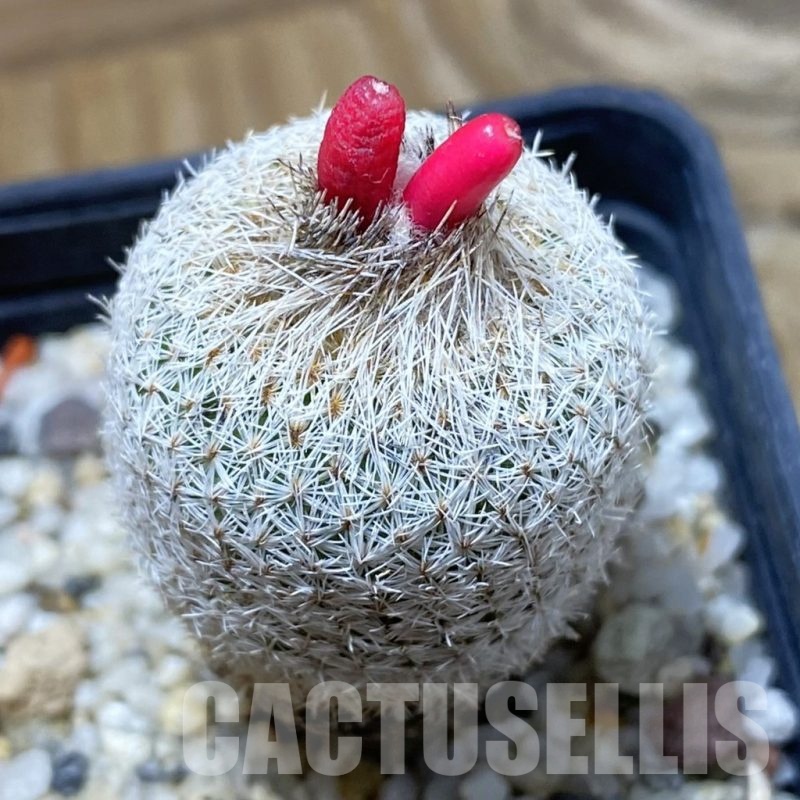 SH21428 Epithelantha micromeris SB 56, 8 years old