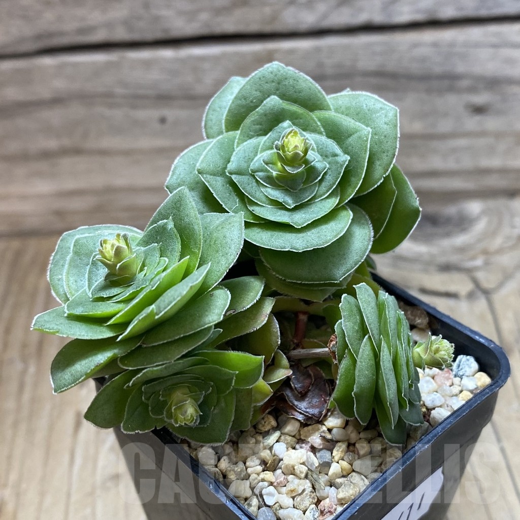 SH21411 Crassula hemisphaerica - Image 2