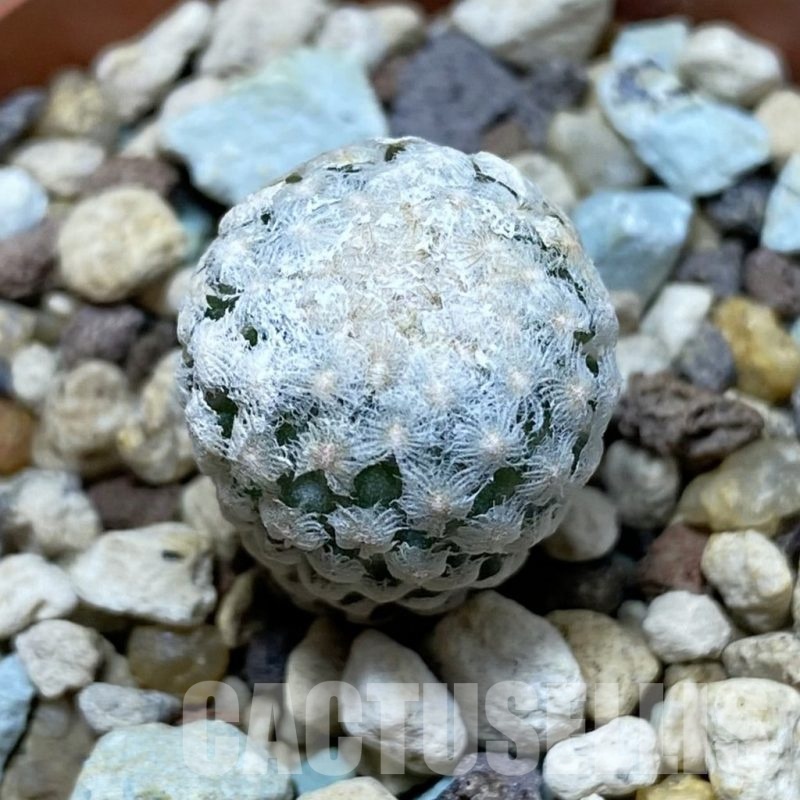 SH21431 Turbinicarpus valdezianus MZ 662