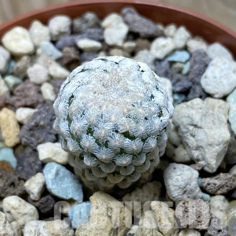 SH21432 Turbinicarpus valdezianus MZ 662