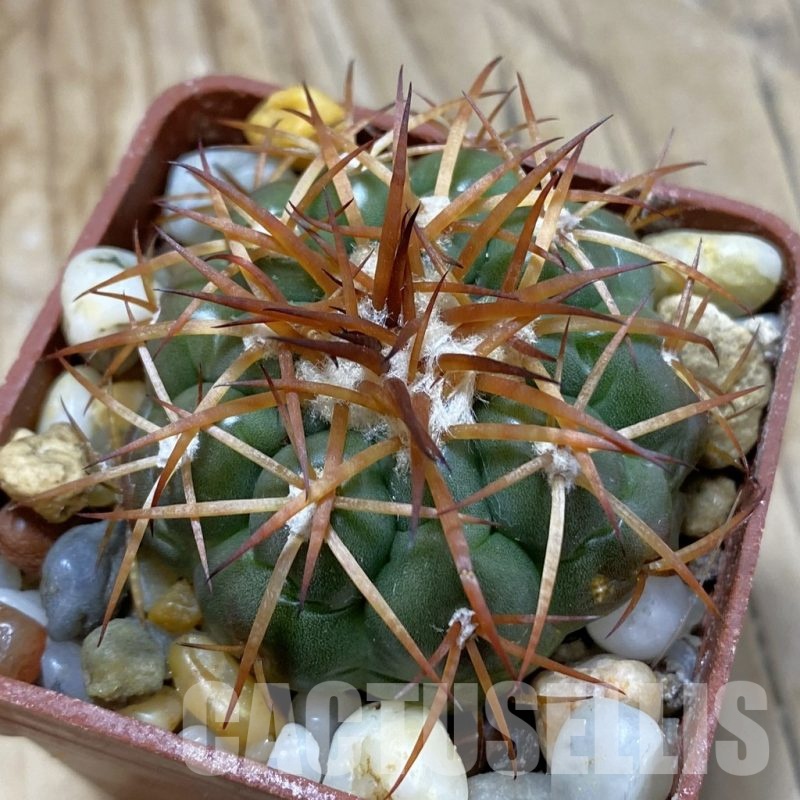 SH21434 Discocactus cangaensis MH886, own roots