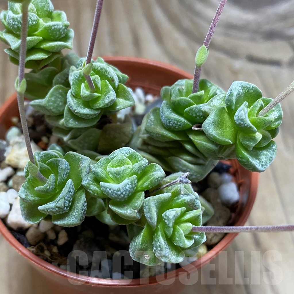 SH21412 Crassula 'Dorothy'