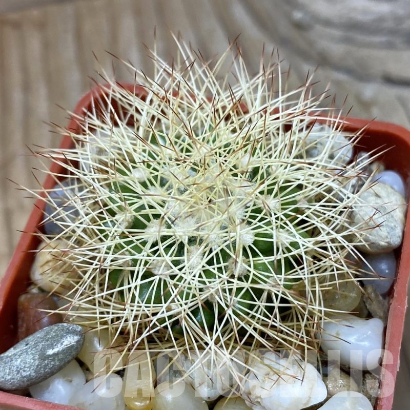 SH21436 Discocactus horstiorum MH 738, own roots