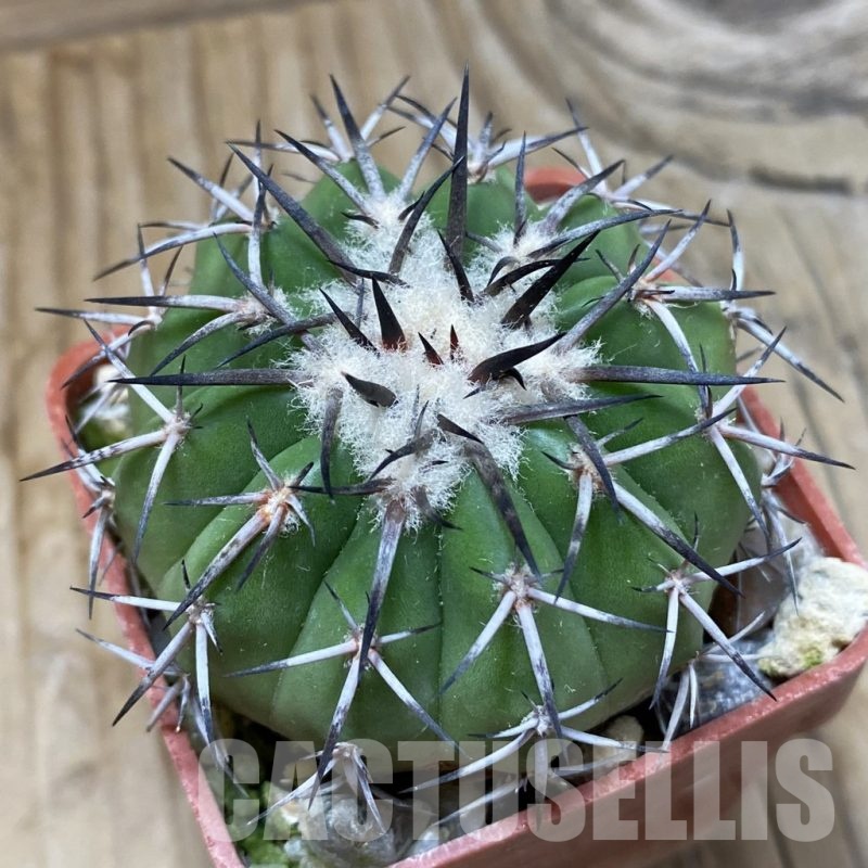 SH21437 Discocactus alteolens MH 587, own roots