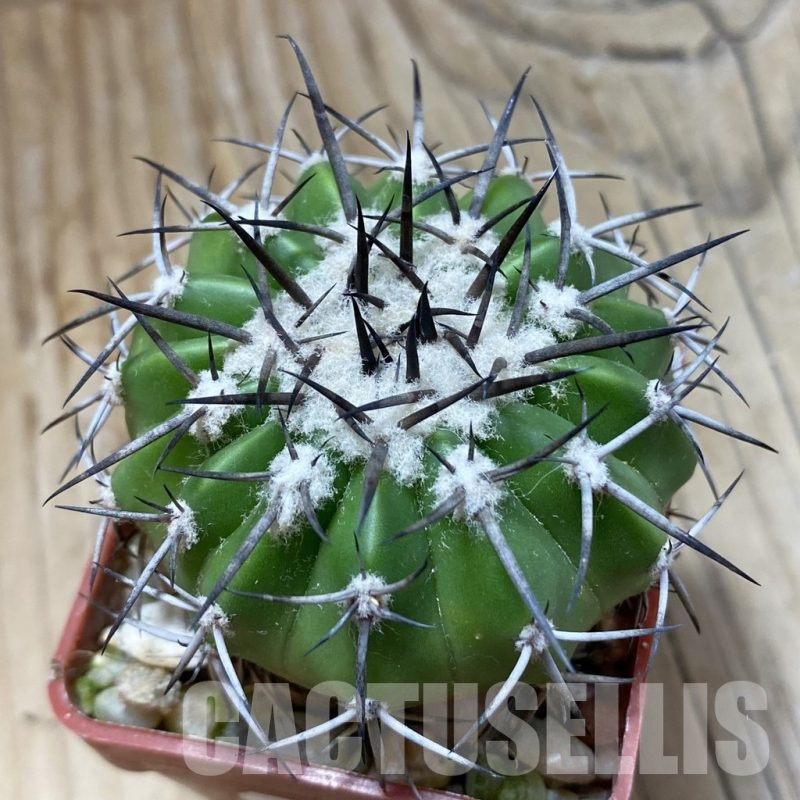 SH21438 Discocactus alteolens MH 587, own roots