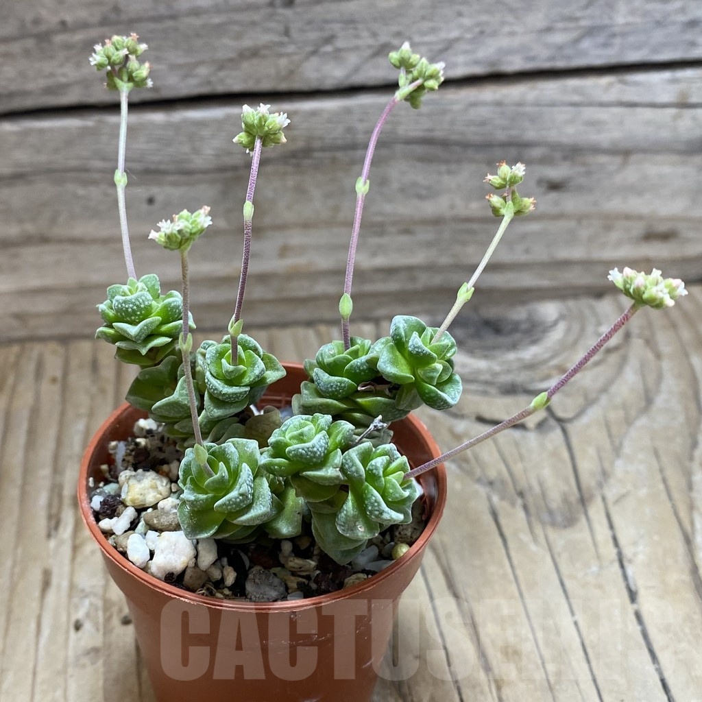 SH21412 Crassula 'Dorothy' - Image 2