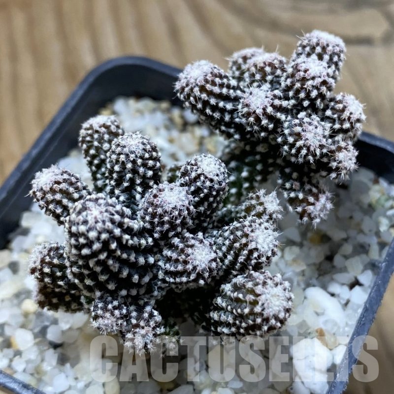 SH21441 Copiapoa tenuissima f. monstrosa