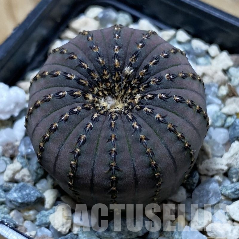 SH21642 Frailea asterioides