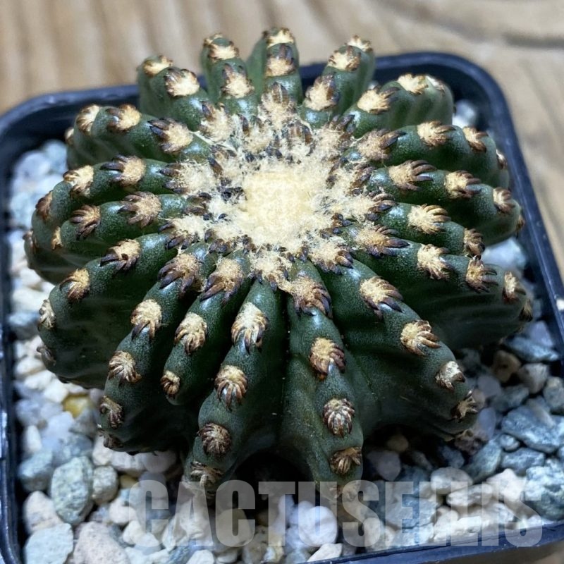 SH21643 Discocactus horstii