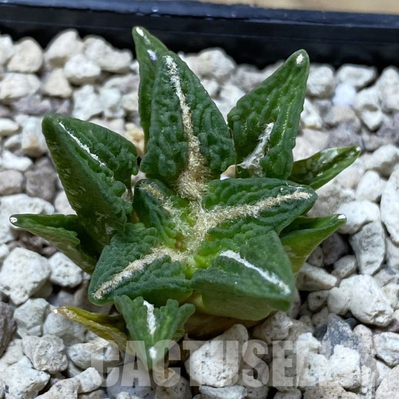 SH21645 Ariocarpus kotschoubeyanus v. elephantidens hybrid, seedling