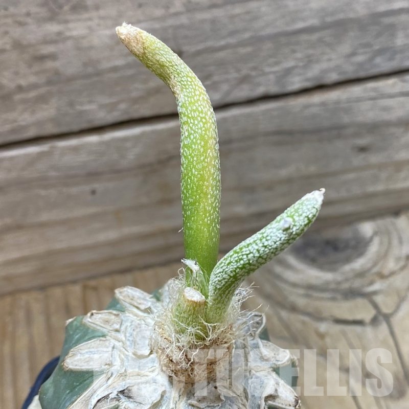 SH21648 Astrophytum caput-medusae f. variegata, grafted