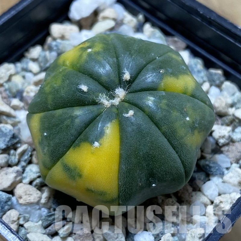 SH21649 Astrophytum asterias f. variegata
