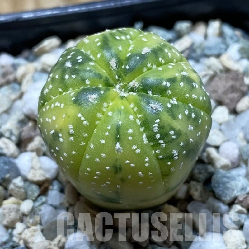 SH21650 Astrophytum asterias f. variegata