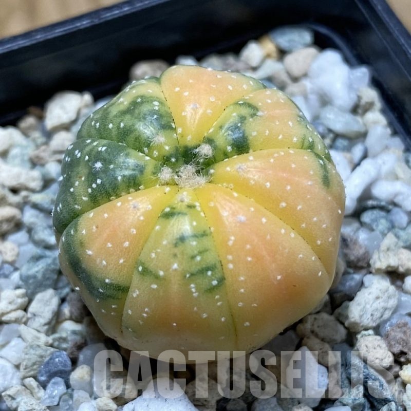 SH21651 Astrophytum asterias f. variegata