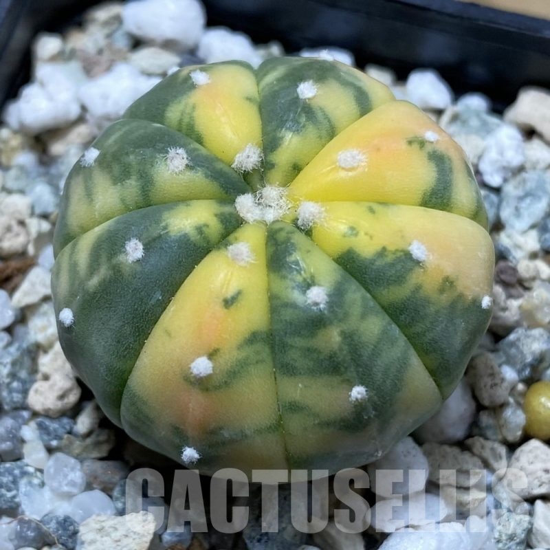SH21652 Astrophytum asterias f. variegata