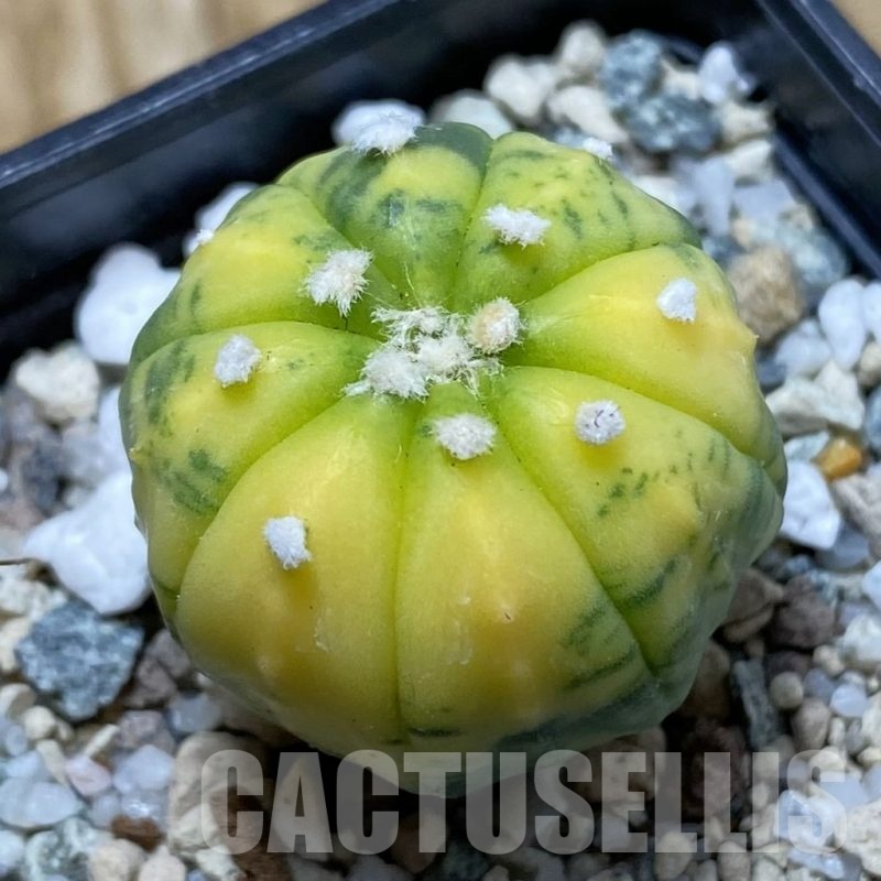SH21653 Astrophytum asterias f. variegata