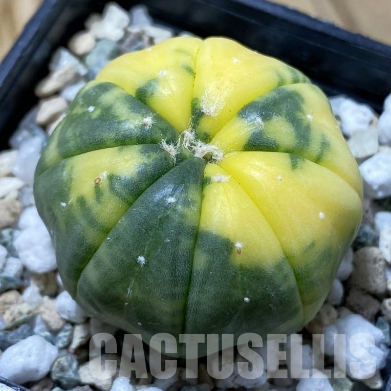 SH21654 Astrophytum asterias f. variegata