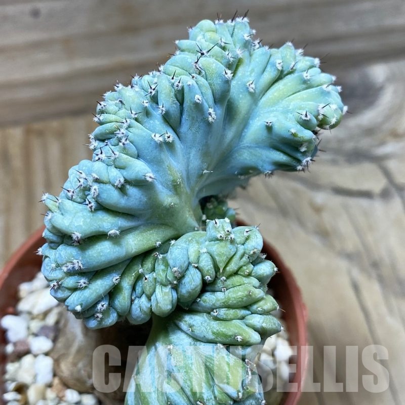 SH21612 Myrtillocactus geometrizans f. cristata