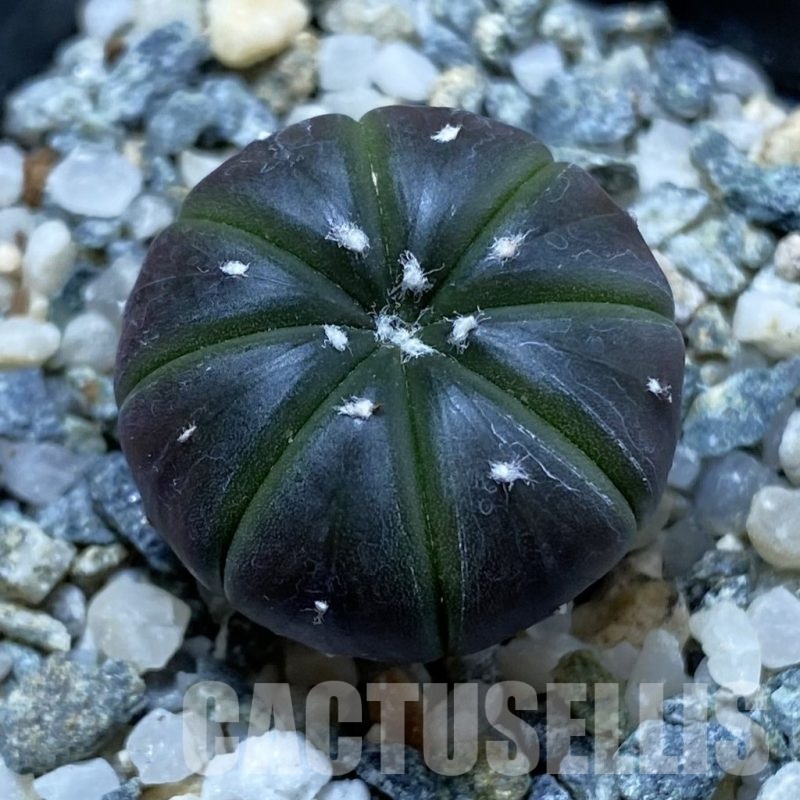 SH21655 Astrophytum asterias ‘Purple Skin’