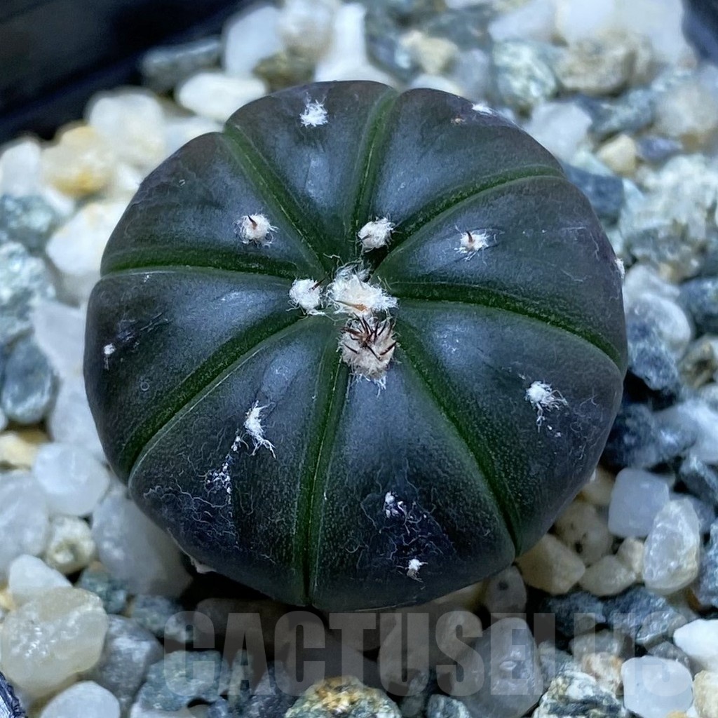 SH21656 Astrophytum asterias ‘Purple Skin’