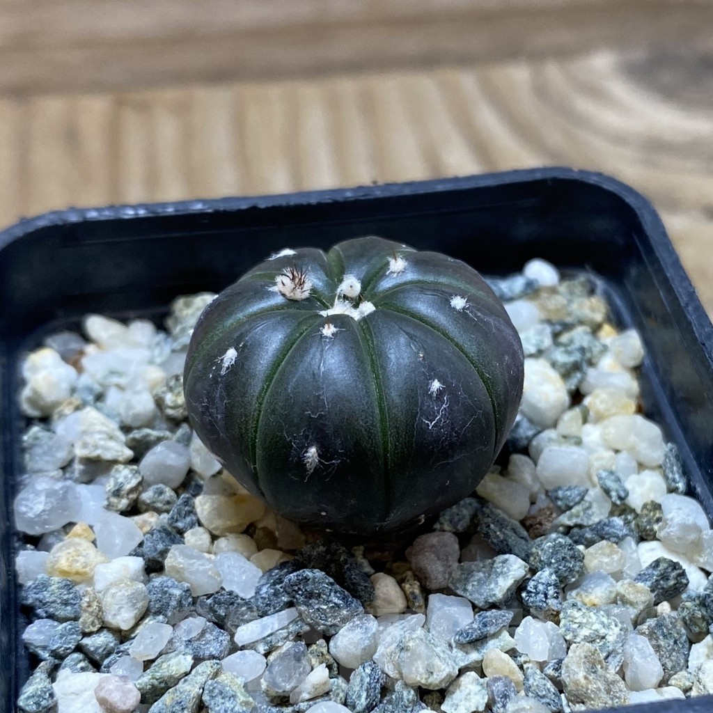 SH21656 Astrophytum asterias ‘Purple Skin’ - Image 2