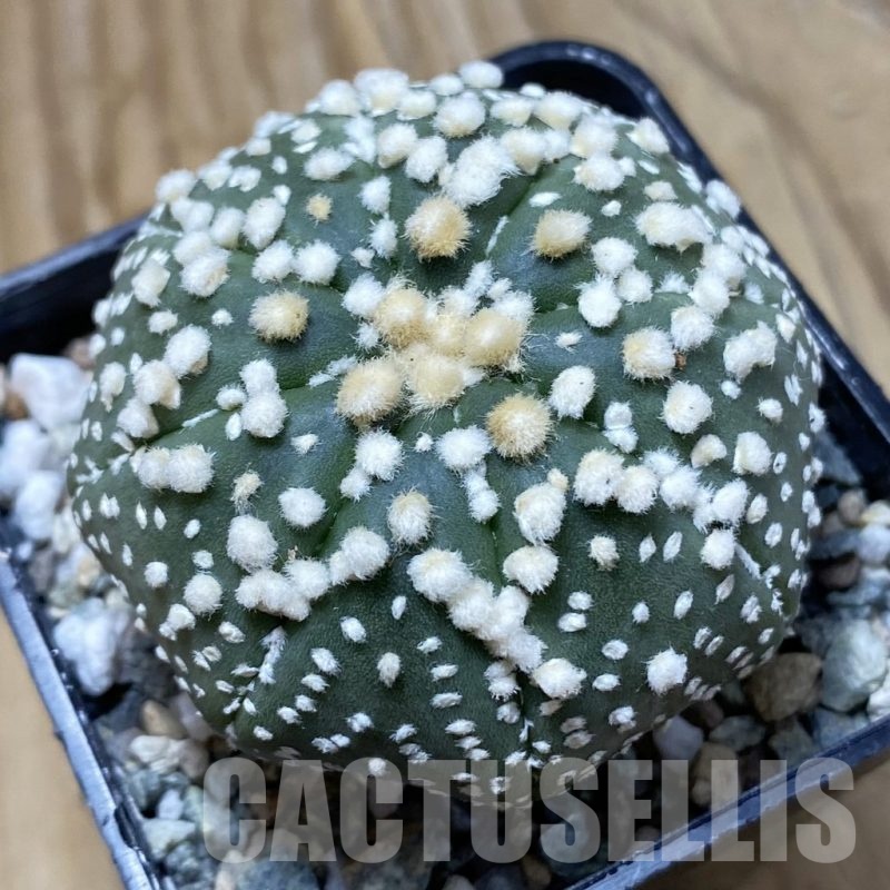SH21657 Astrophytum asterias ‘Hanazono’