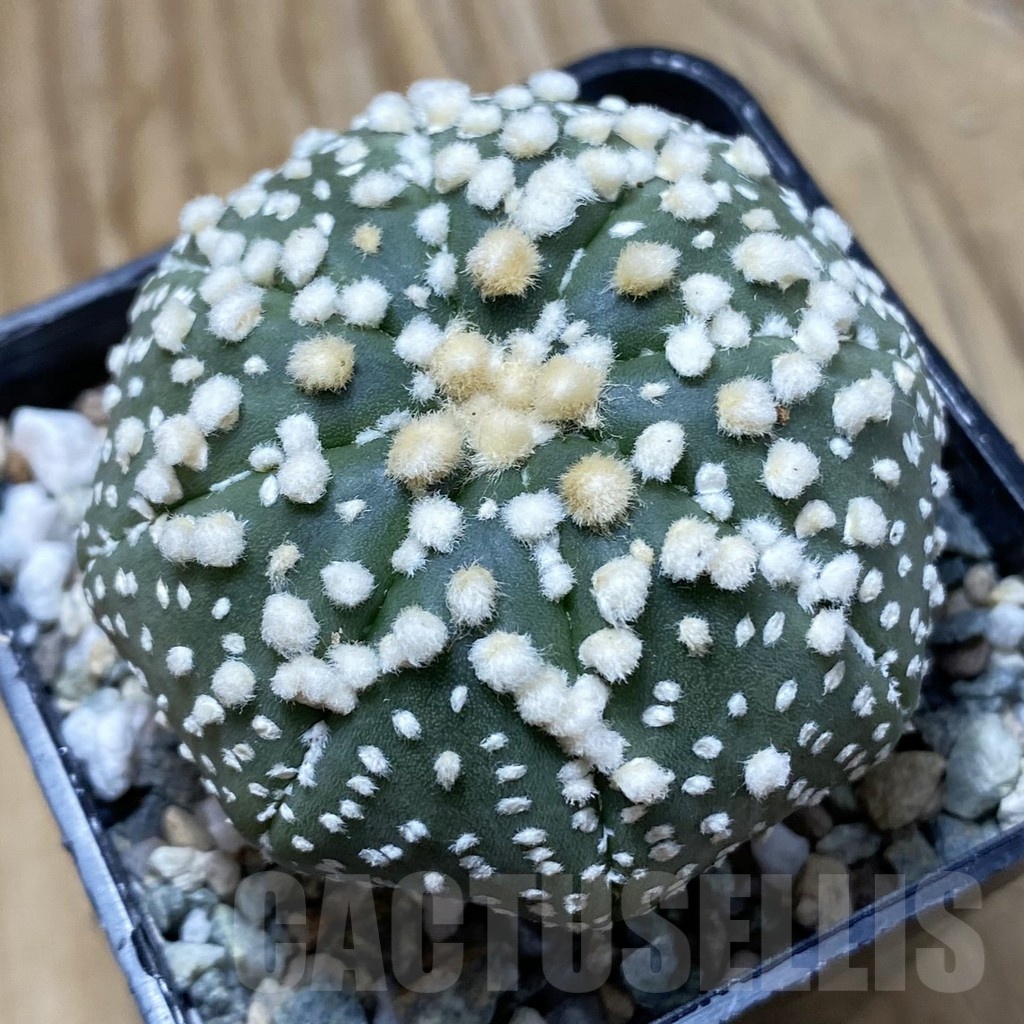 SH21657 Astrophytum asterias ‘Hanazono’