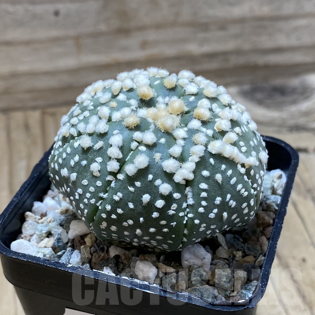 SH21657 Astrophytum asterias ‘Hanazono’ - Image 2