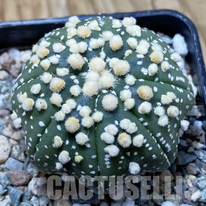 SH21658 Astrophytum asterias ‘Hanazono’