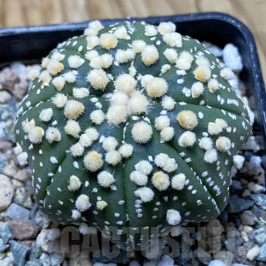 SH21658 Astrophytum asterias ‘Hanazono’