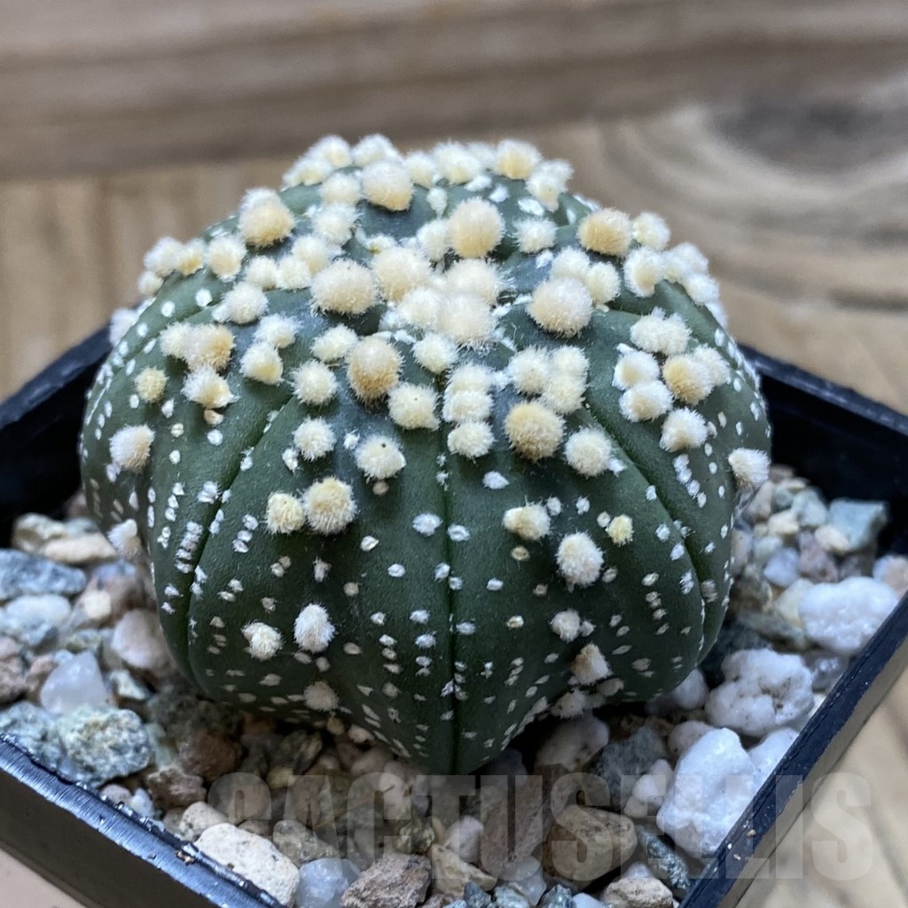 SH21658 Astrophytum asterias ‘Hanazono’ - Image 2