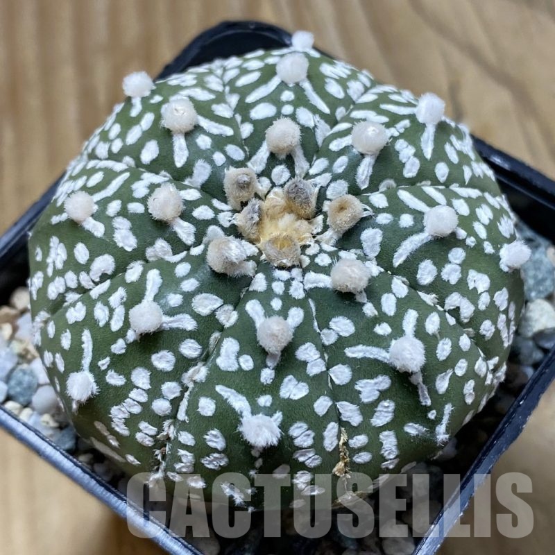 SH21659 Astrophytum asterias ‘Super Kabuto’ V-type