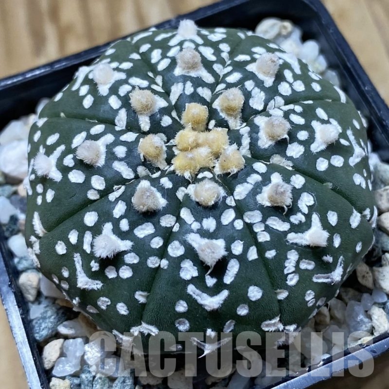 SH21660 Astrophytum asterias ‘Super Kabuto’ V-type f. nudum