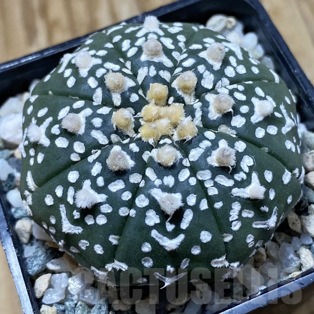 SH21660 Astrophytum asterias ‘Super Kabuto’ V-type f. nudum