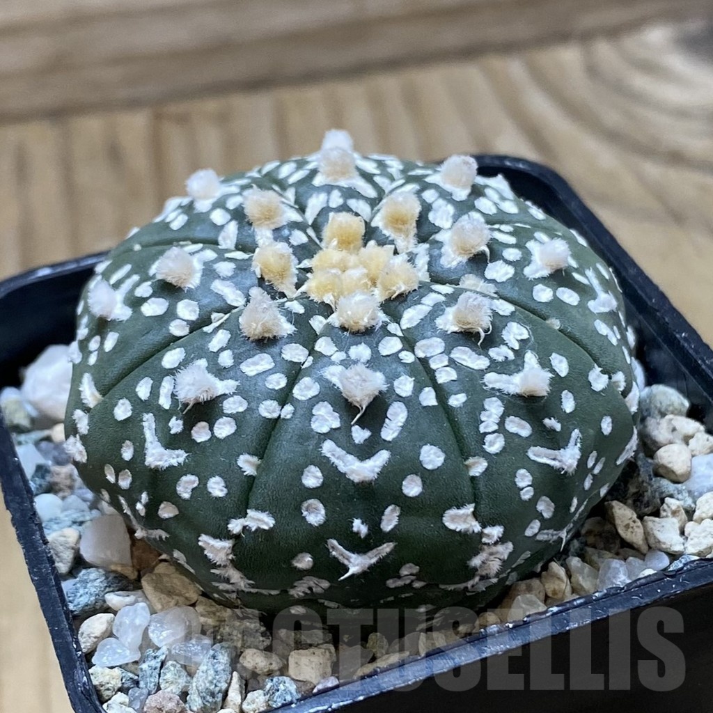 SH21660 Astrophytum asterias ‘Super Kabuto’ V-type f. nudum - Image 2