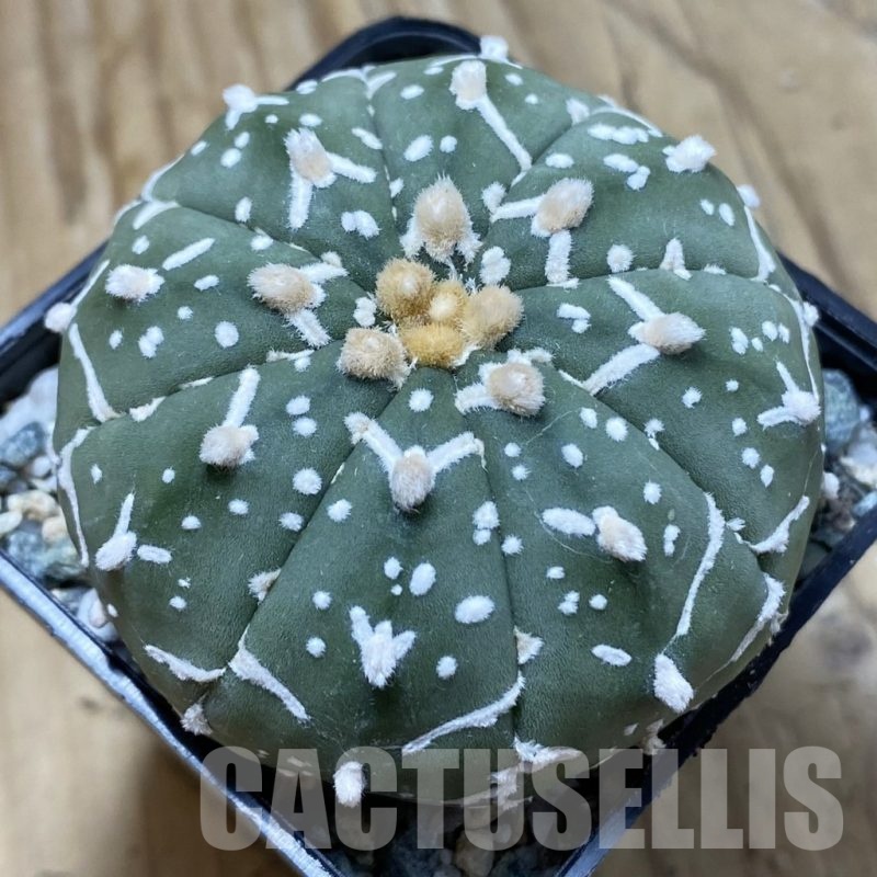 SH21661 Astrophytum asterias ‘Super Kabuto’ V-type f. nudum