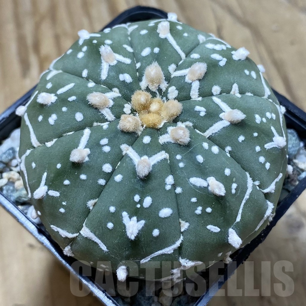 SH21661 Astrophytum asterias ‘Super Kabuto’ V-type f. nudum