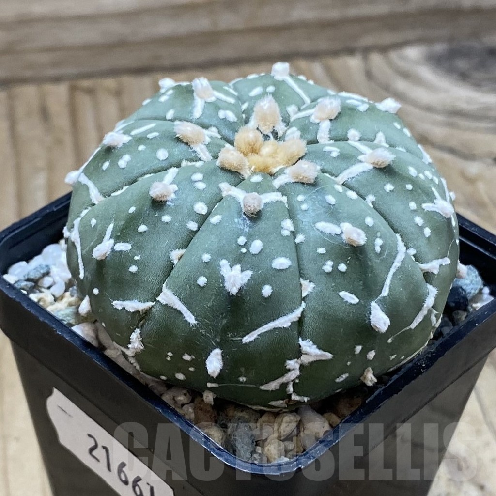 SH21661 Astrophytum asterias ‘Super Kabuto’ V-type f. nudum - Imagen 2