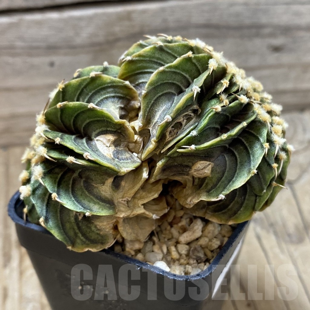 SH21664 Gymnocalycium friedrichii LB f. cristata - immagine 2