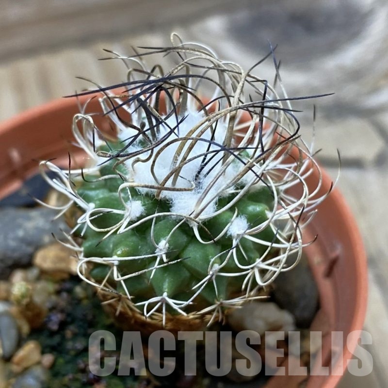 SH21613 Turbinicarpus pseudomacrochele