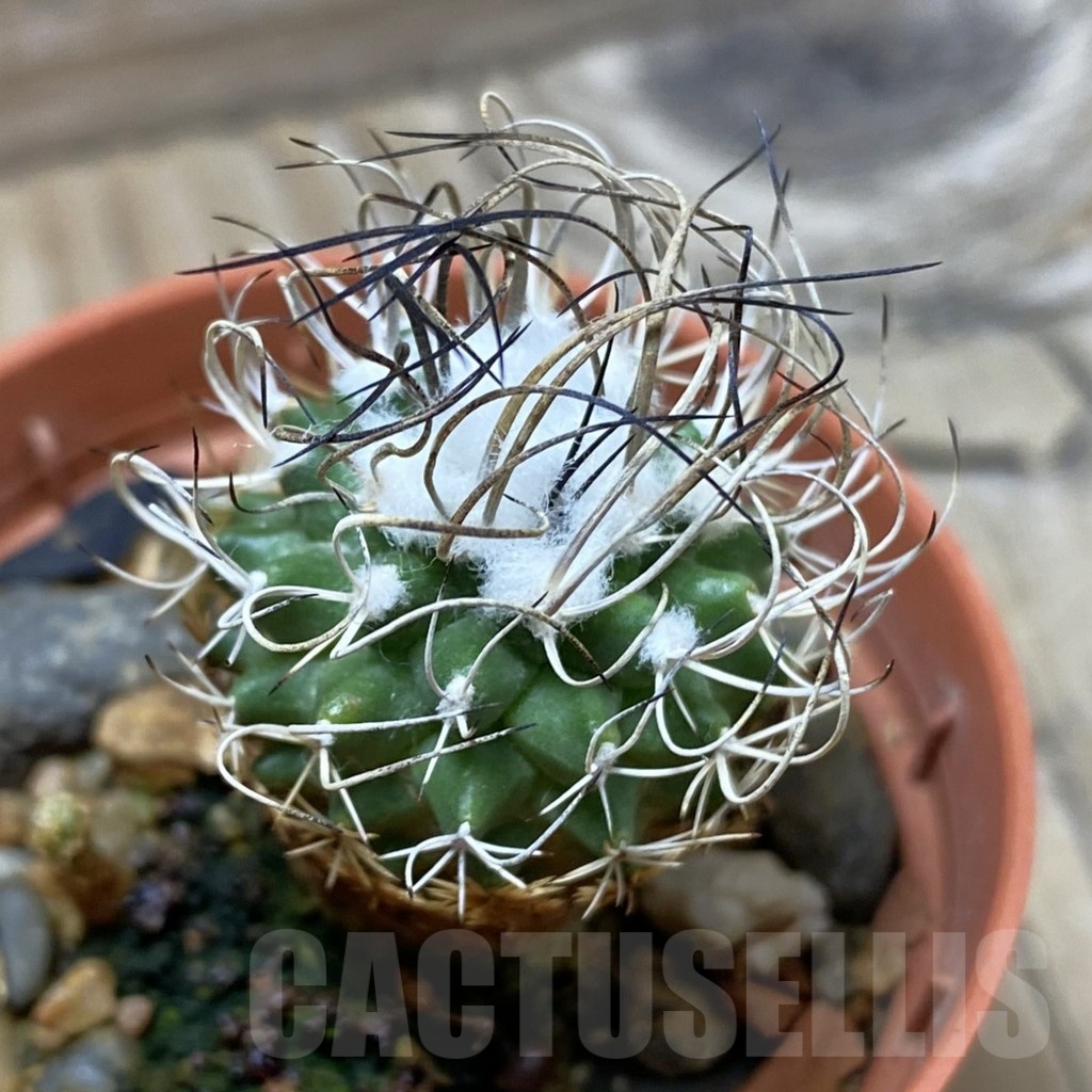 SH21613 Turbinicarpus pseudomacrochele
