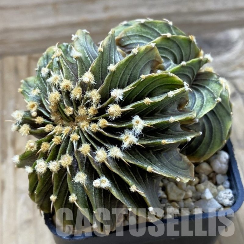 SH21664 Gymnocalycium friedrichii LB f. cristata
