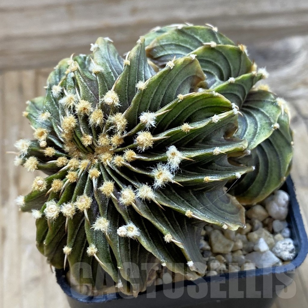 SH21664 Gymnocalycium friedrichii LB f. cristata