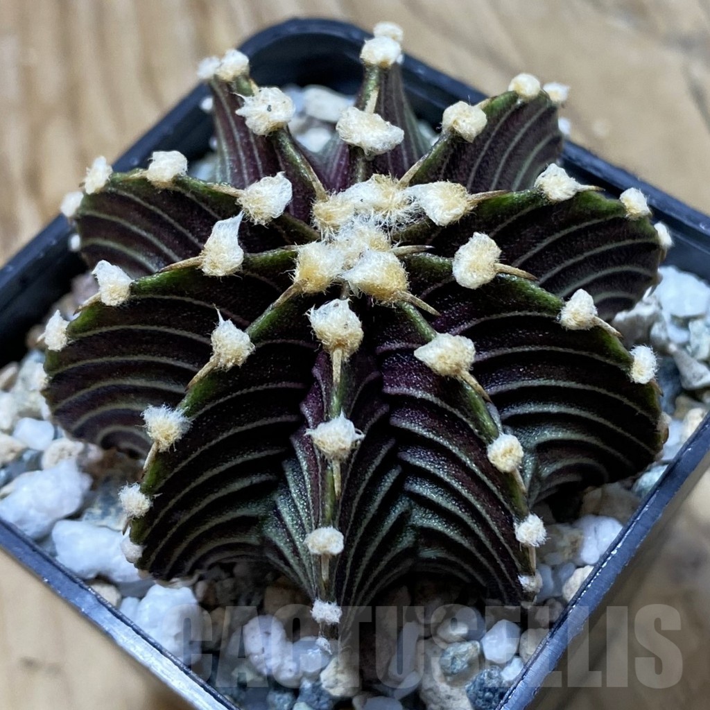 SH21665 Gymnocalycium friedrichii VOS1241