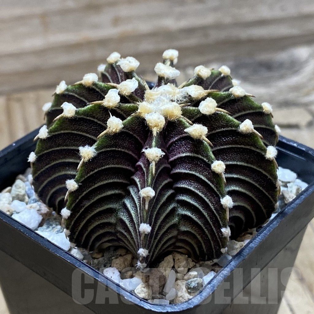 SH21665 Gymnocalycium friedrichii VOS1241 - immagine 2